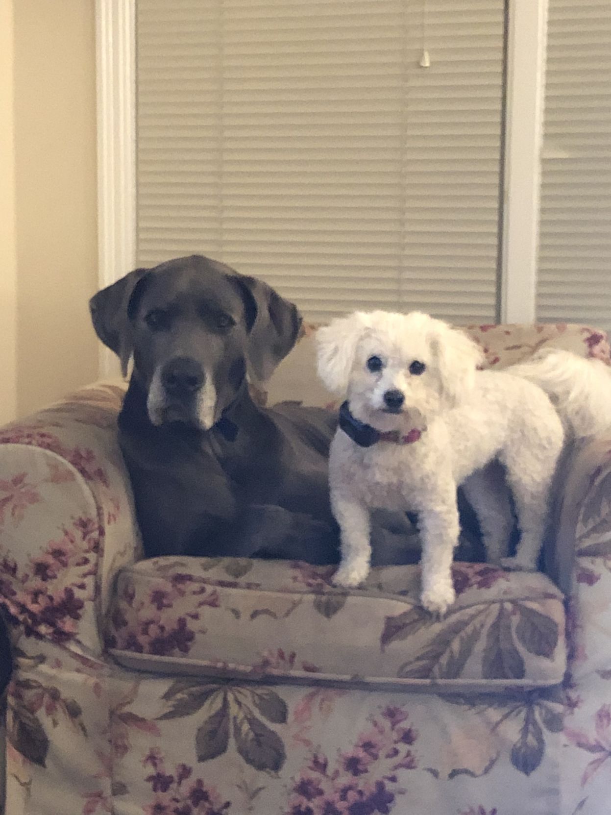 Winston and Clementine